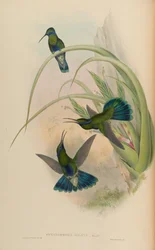 Petasophora iolata = Colibri blinkande